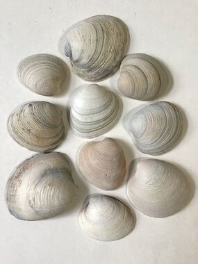 Seashells 10 Clam Shells Large 2-1/4” to 3-1/4” Natural Beach Arts Crafts Decor
